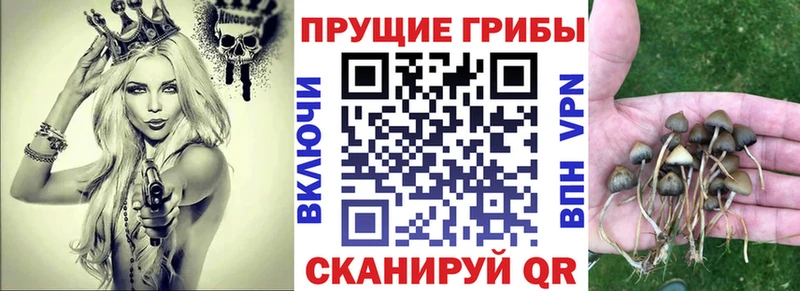 Галлюциногенные грибы Psilocybine cubensis  Владивосток 